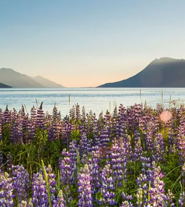 Field of flowers on a summer day in Alaska - Credit: Michael DeYoung